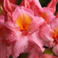 Azalija (Rhododendron) 'Pink Delight'